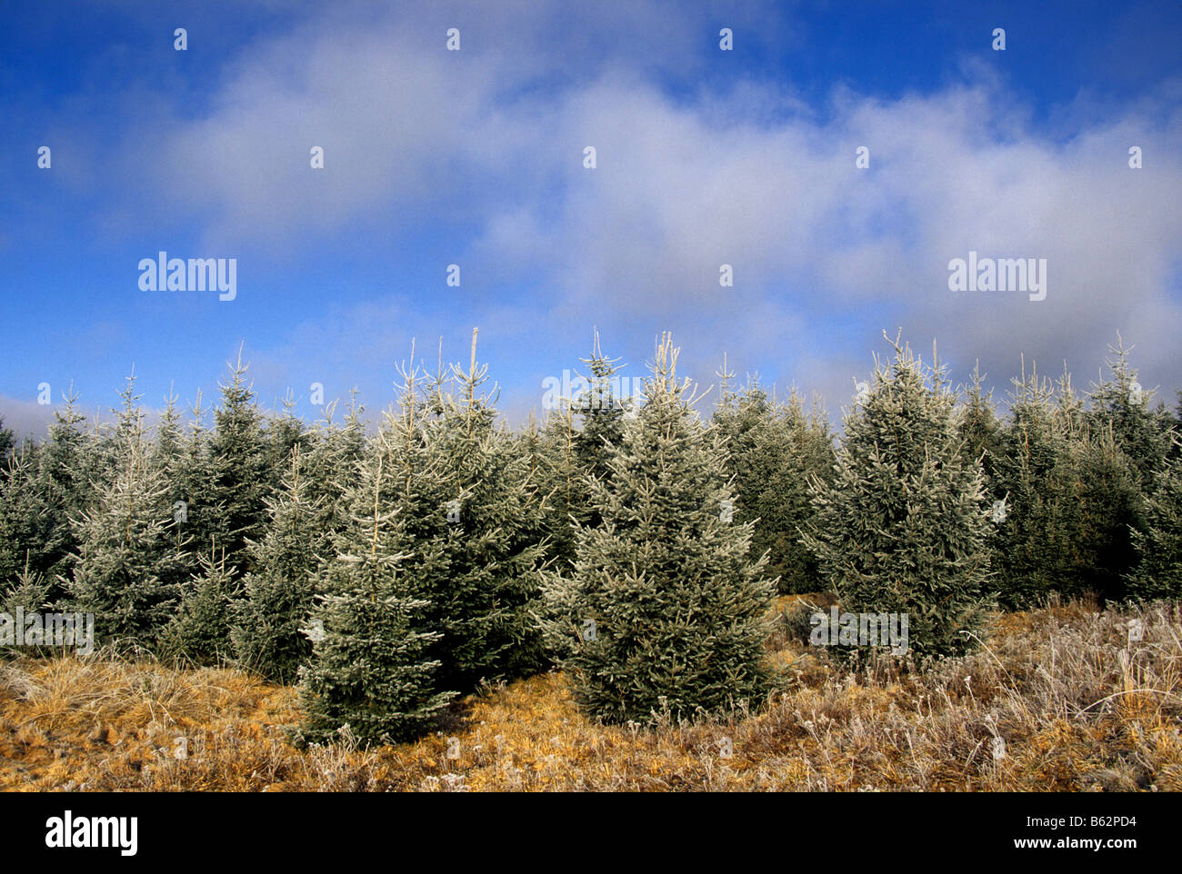 Tanne Weihnachtsbäume im winter Stockfoto