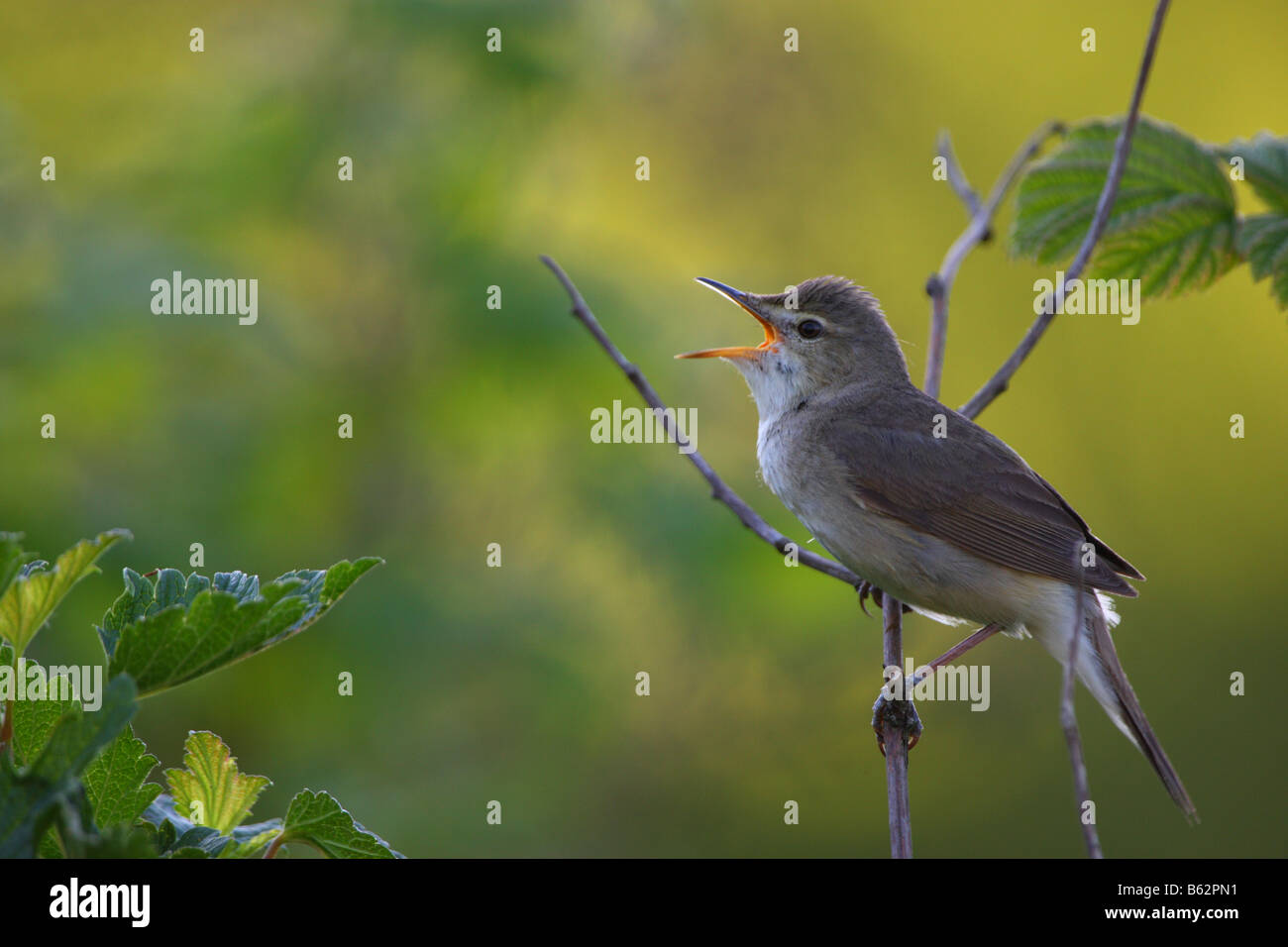 Blyth Reed Warbler (Acrocephalus Dumetorum) Erwachsenen singen im Garten. Stockfoto