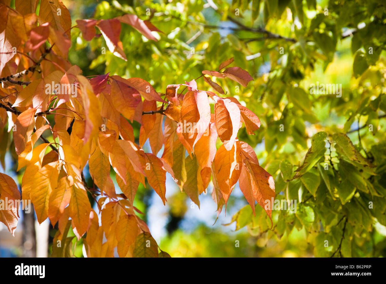 Bild zeigt die Schönheit der bunten Herbstlaub Stockfoto