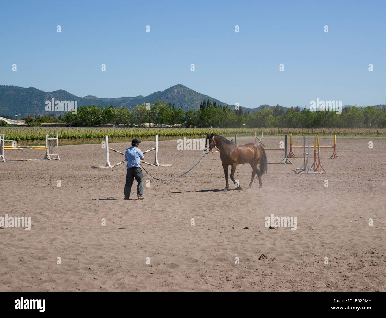 Pferd ausgebildet für ein Rodeo auf dem Viu Manent Weingut, Colchagua Valley, Chile Stockfoto