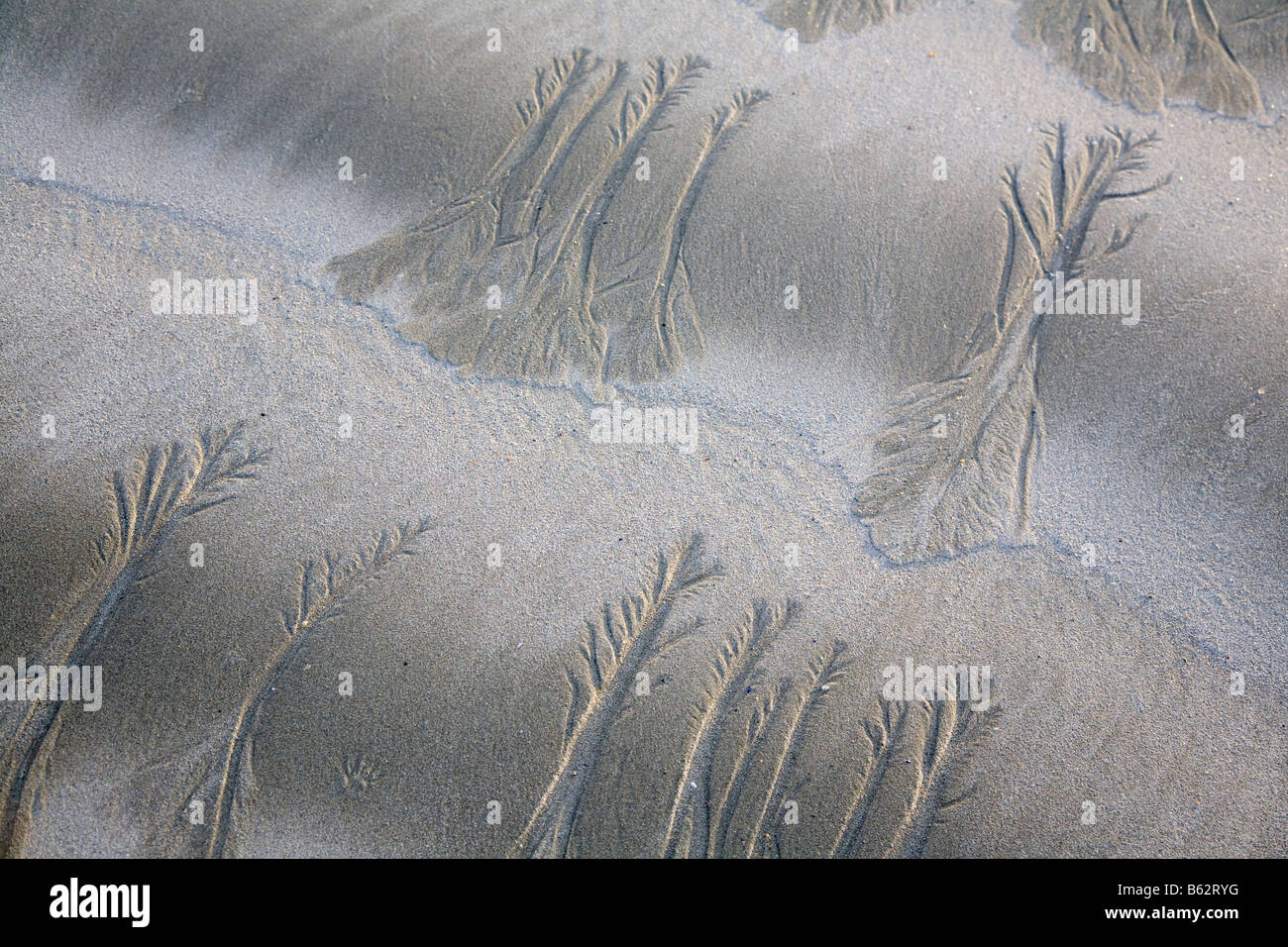Bodenerosion durch Wasser tv an einem Sandstrand in der Grafschaft Galway, Republik von Irland. Stockfoto