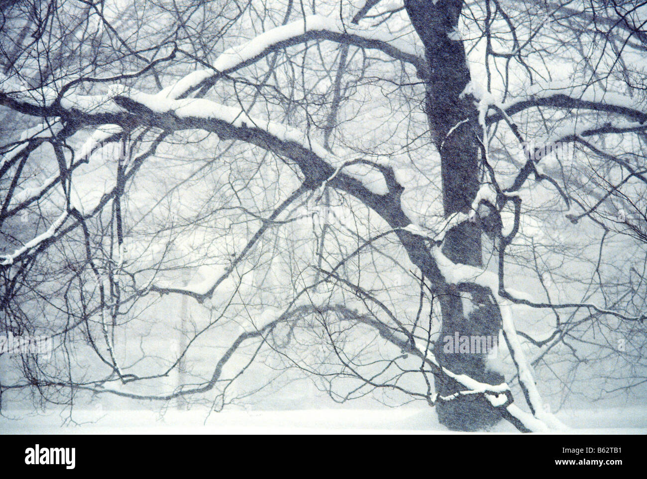 Schnee beladenen Baum im Wintersturm State College, Pennsylvania USA Stockfoto