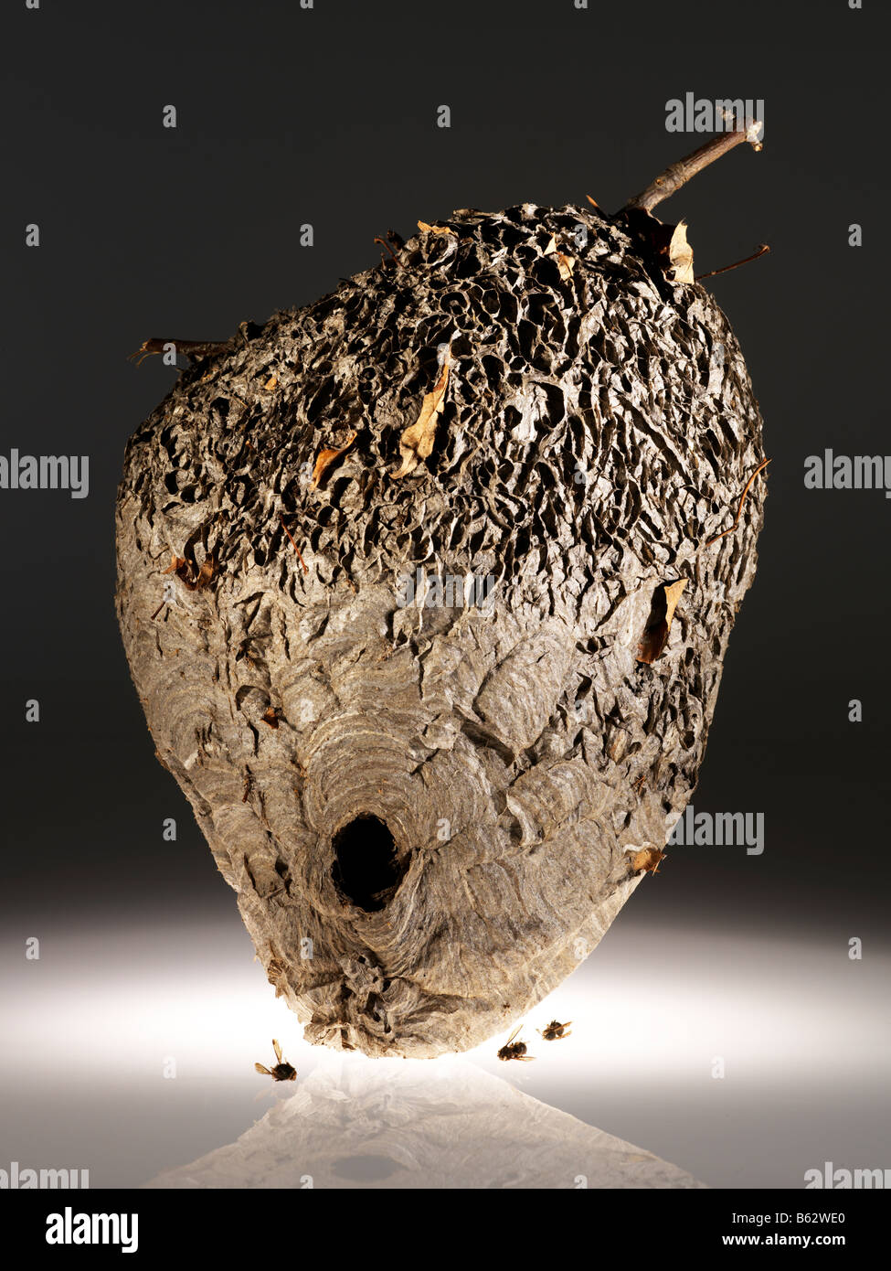Hornissennest Stockfoto