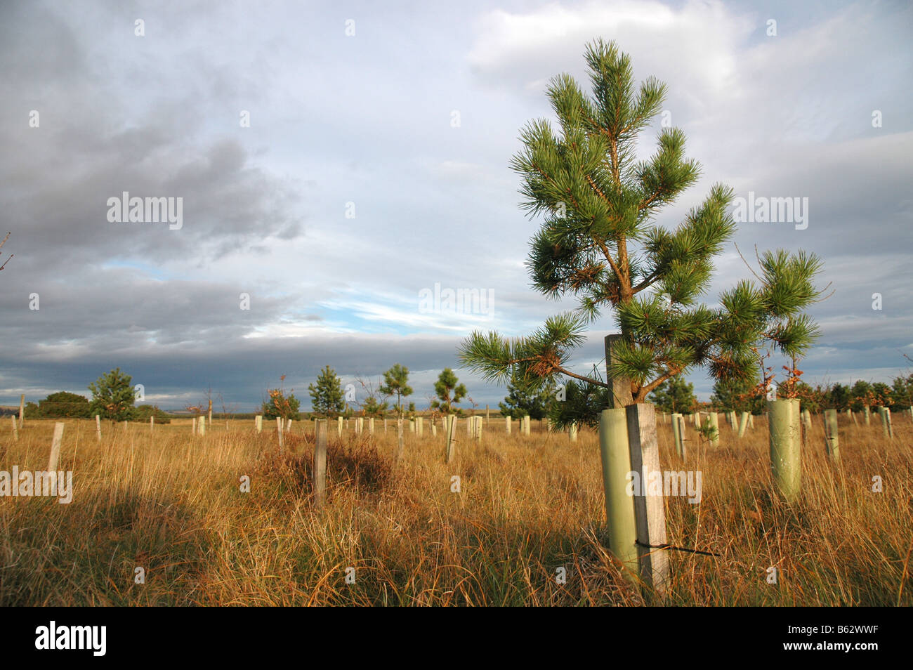 Ein Feld von jungen gepflanzten Kiefern durch Poly Rohre geschützt. Stockfoto
