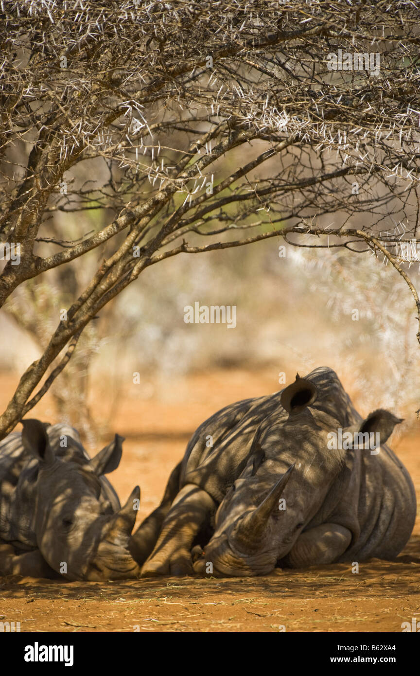 wilde Breitmaulnashorn Rhino CERATOTHERIUM Simum in Akazien Wald Südafrika Südafrika Ambiente Porträt Schlaf schlafen u Stockfoto