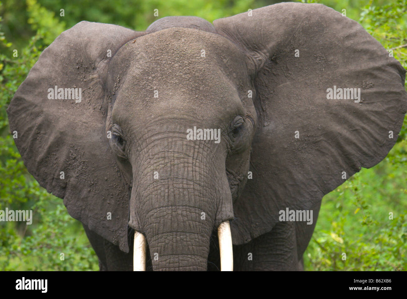 Afrikanische Elefanten-Stoßzähne Uganda Afrika Stockfoto
