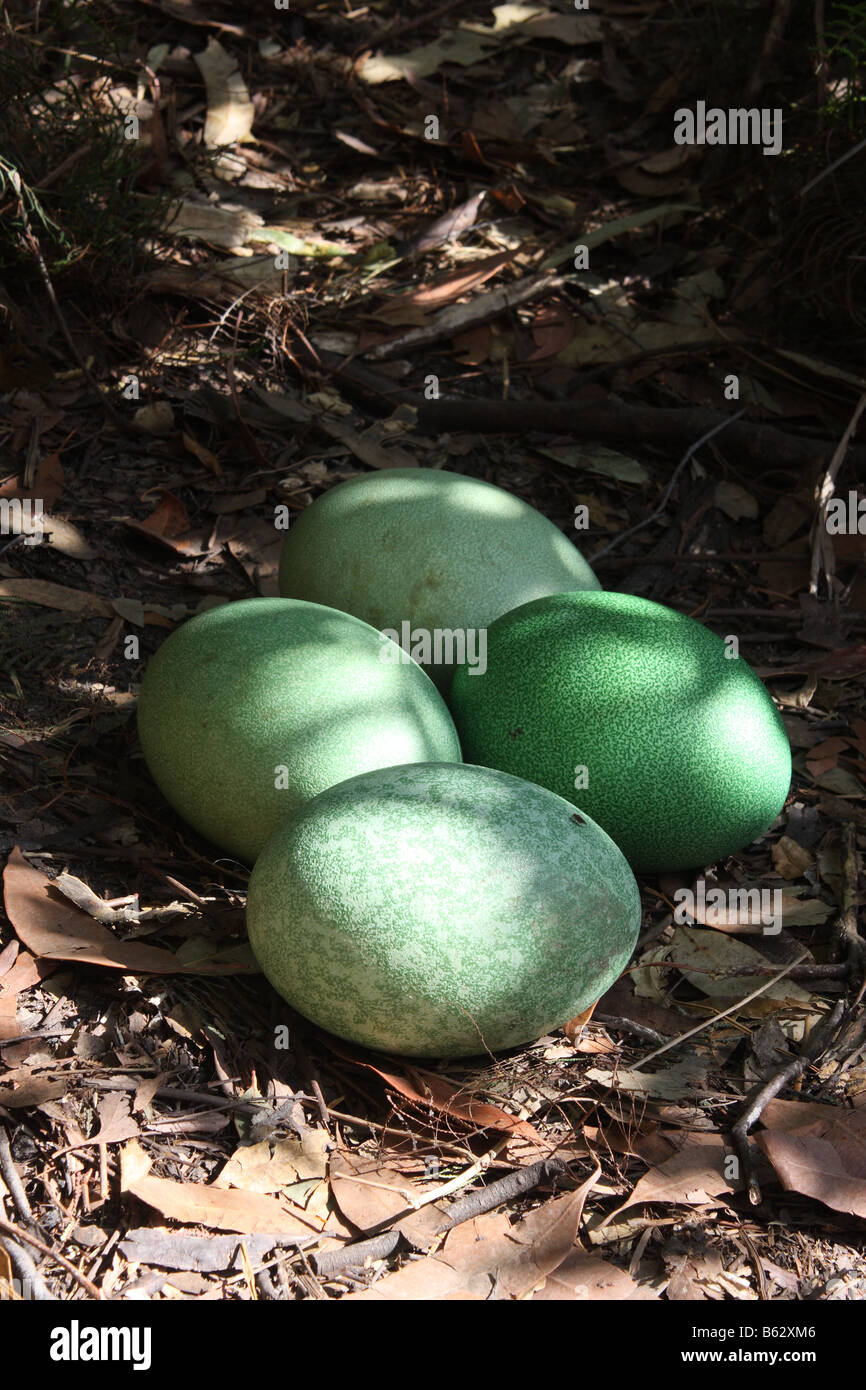 südlichen Kasuar Eiern in eine Kupplung von vier Stockfoto