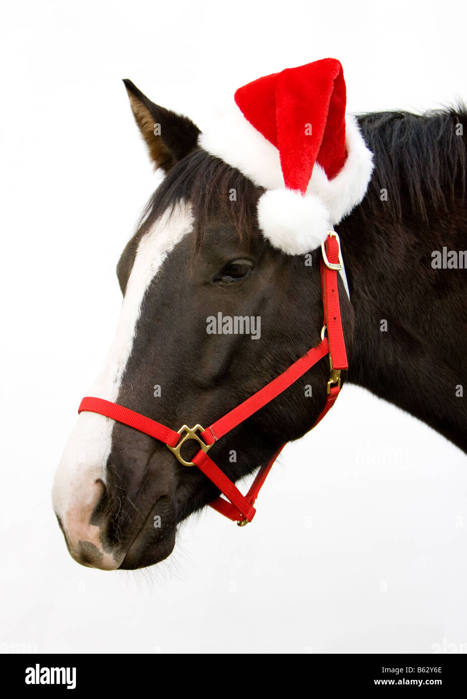 Kopfschuss von schwarzen und weißen oder braunen Pferd mit einem roten und weißen Santa Hut und leuchtend roten Halfter. Stockfoto