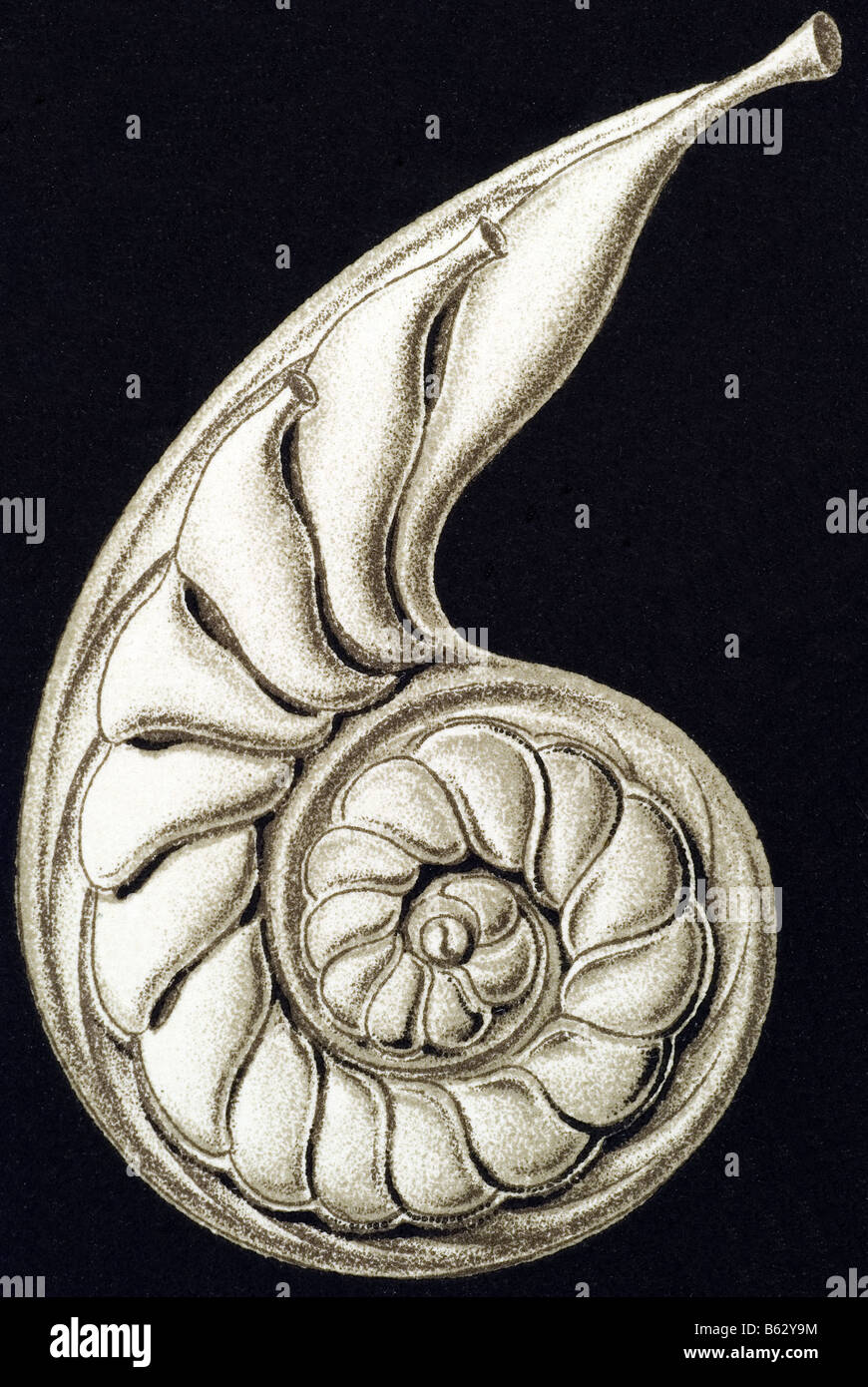 Thalamophora / Kammerlinge, Name Schale, Haeckel, Kunstformen der Natur, Jugendstil, 20. Jahrhundert, Europa Stockfoto
