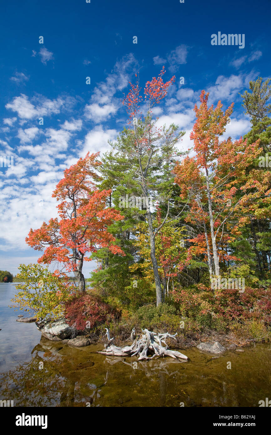 Bäume im Herbst auf einer kleinen Insel im See, Quakish Millinocket, Maine, New England, USA. Stockfoto