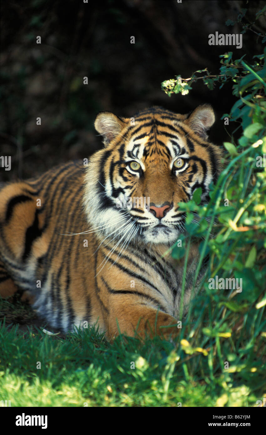 Tigre de Sumatra Asie Panthera Tigris allein Asien schöne Bild schöne Bilder vor dem Schlafengehen am besten der großen Katze Großkatzen Bios Auto buchen Stockfoto