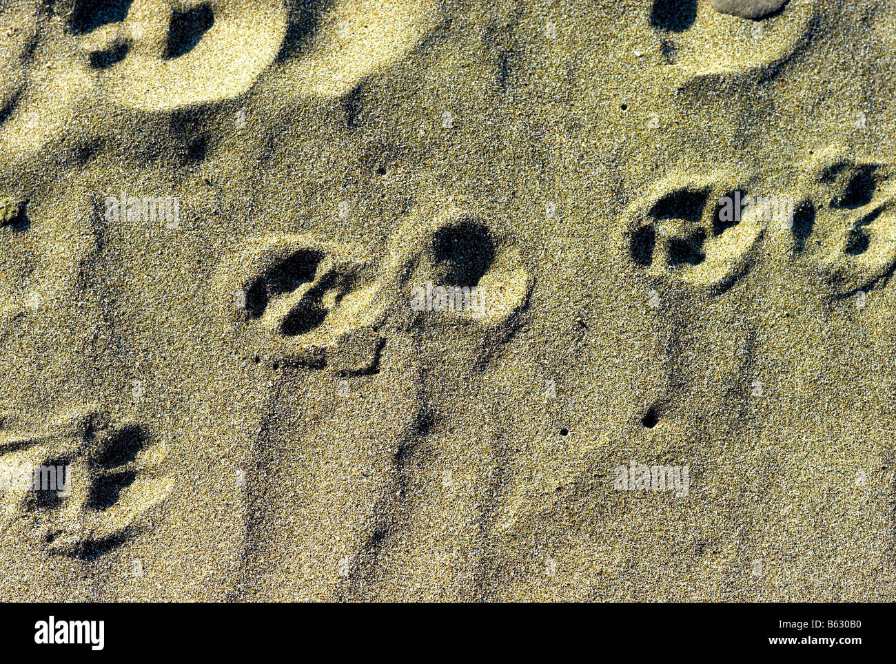 Pfotenabdrücke im sand Stockfoto