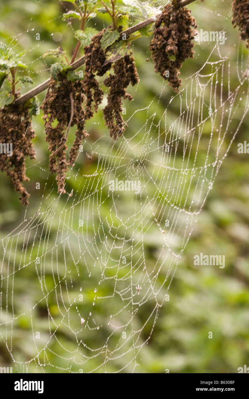 Ein Spinnennetz mit Tautropfen am Morgen und tote Fliegen Stockfoto