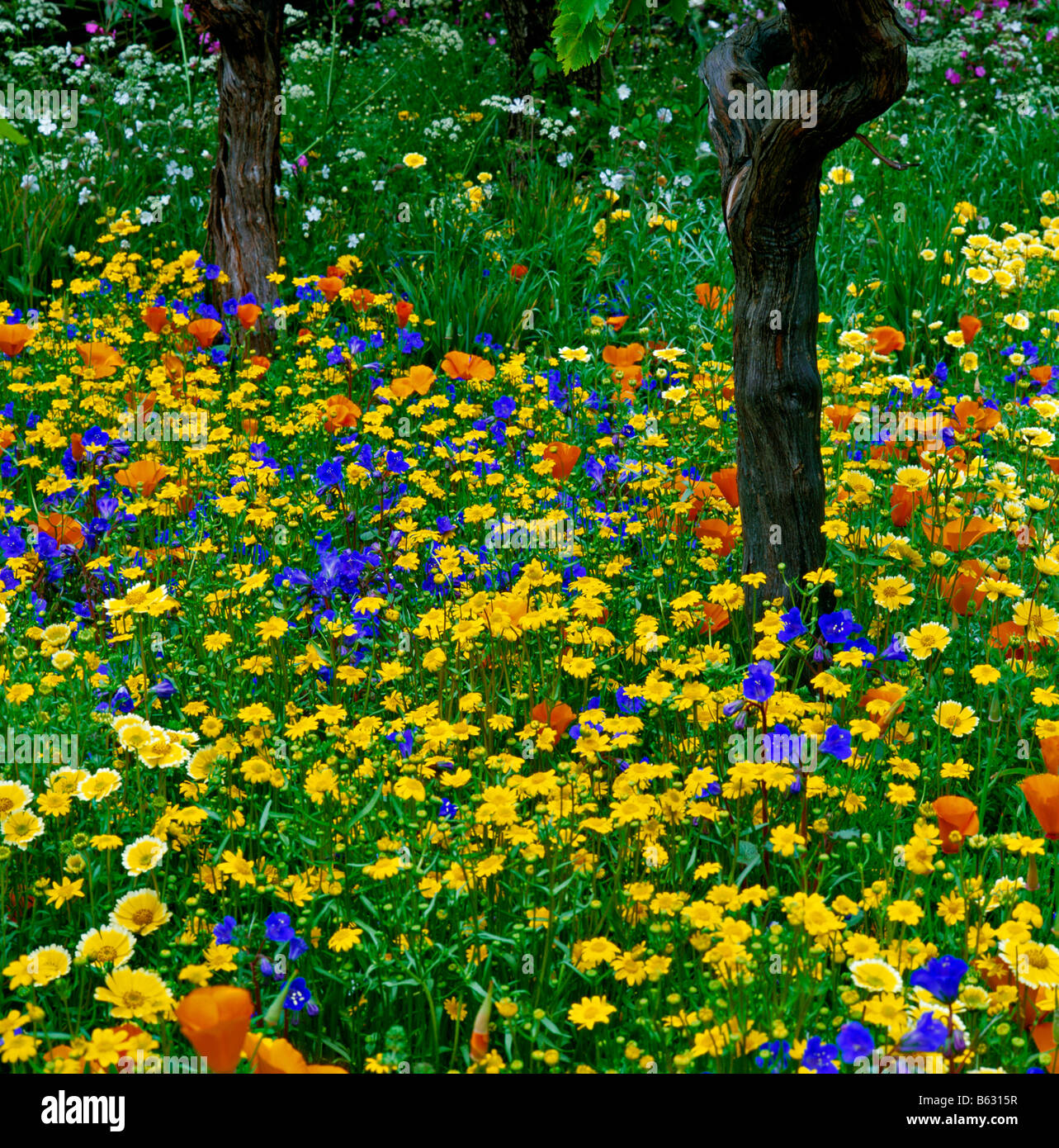 Bunte Anzeige von wilden Blumen im Weingut Garten Stockfoto