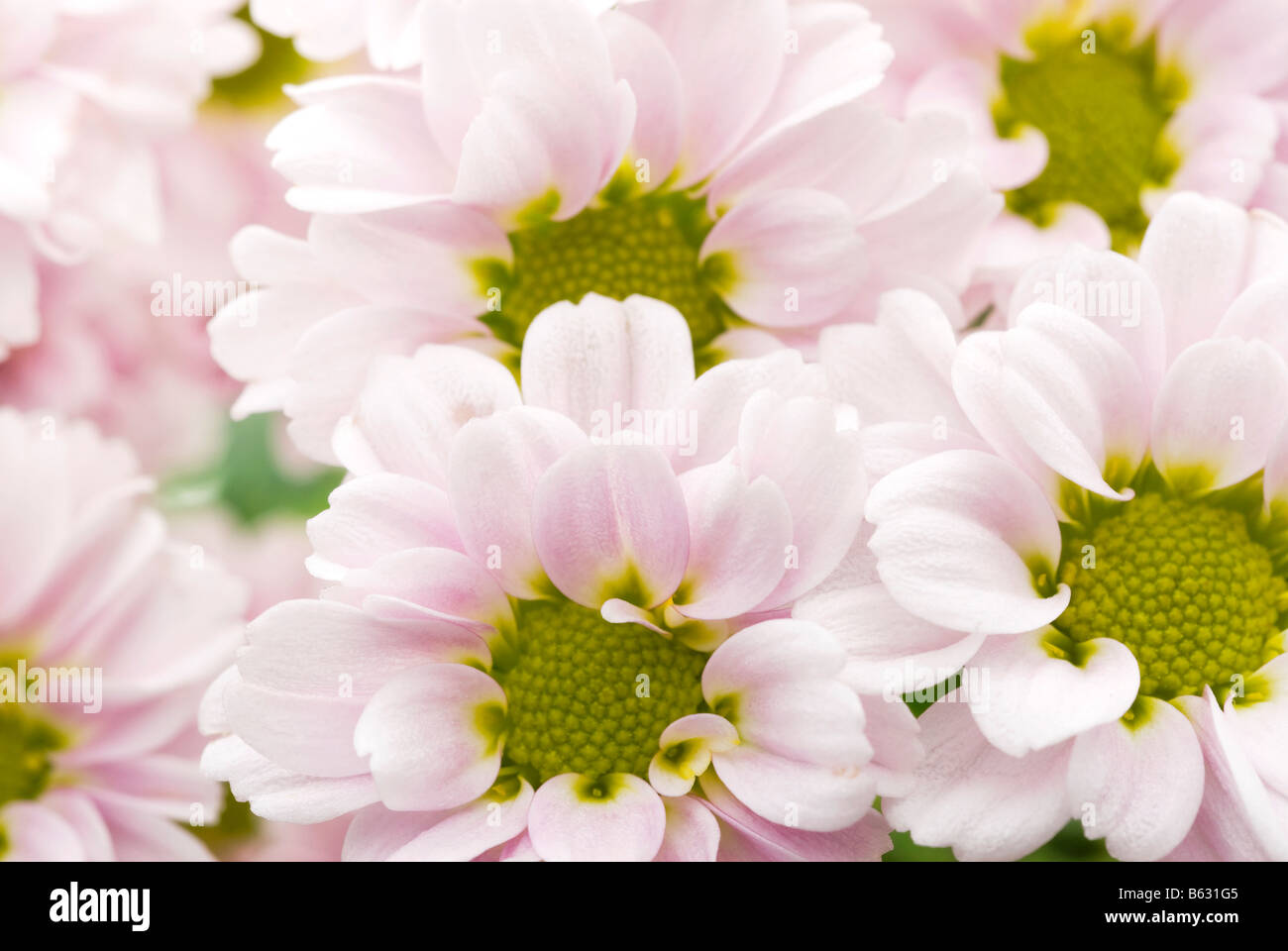 Nahaufnahmen von Blumen Stockfoto