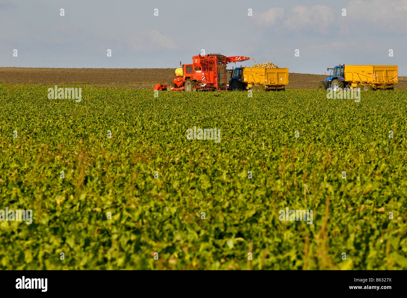 Rübenerntemaschine holt die Zuckerrüben und füllte den Traktor Anhänger., Frankreich. Stockfoto