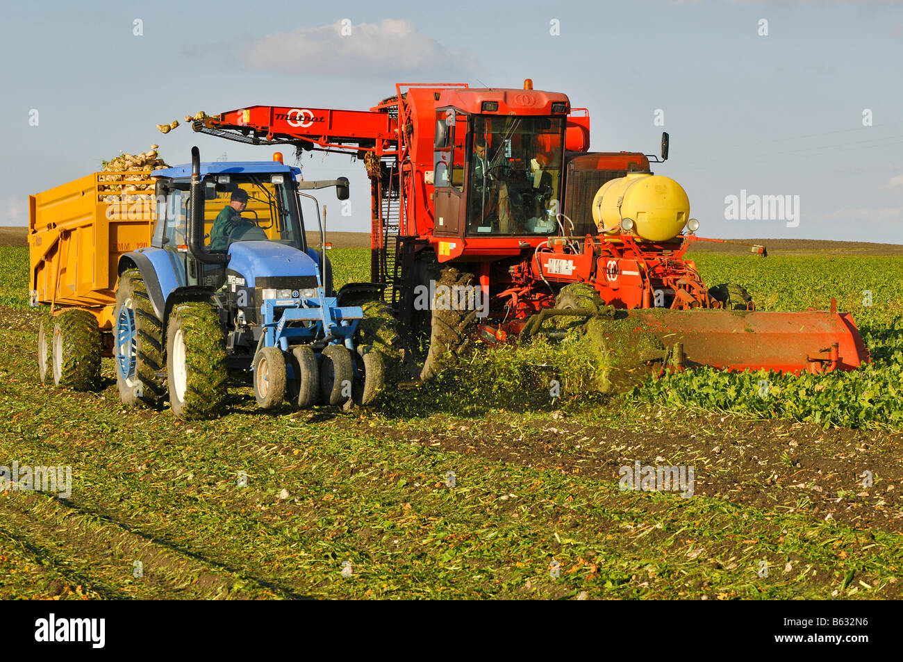 Rübenerntemaschine holt die Zuckerrüben und füllte den Traktor Anhänger., Frankreich. Stockfoto