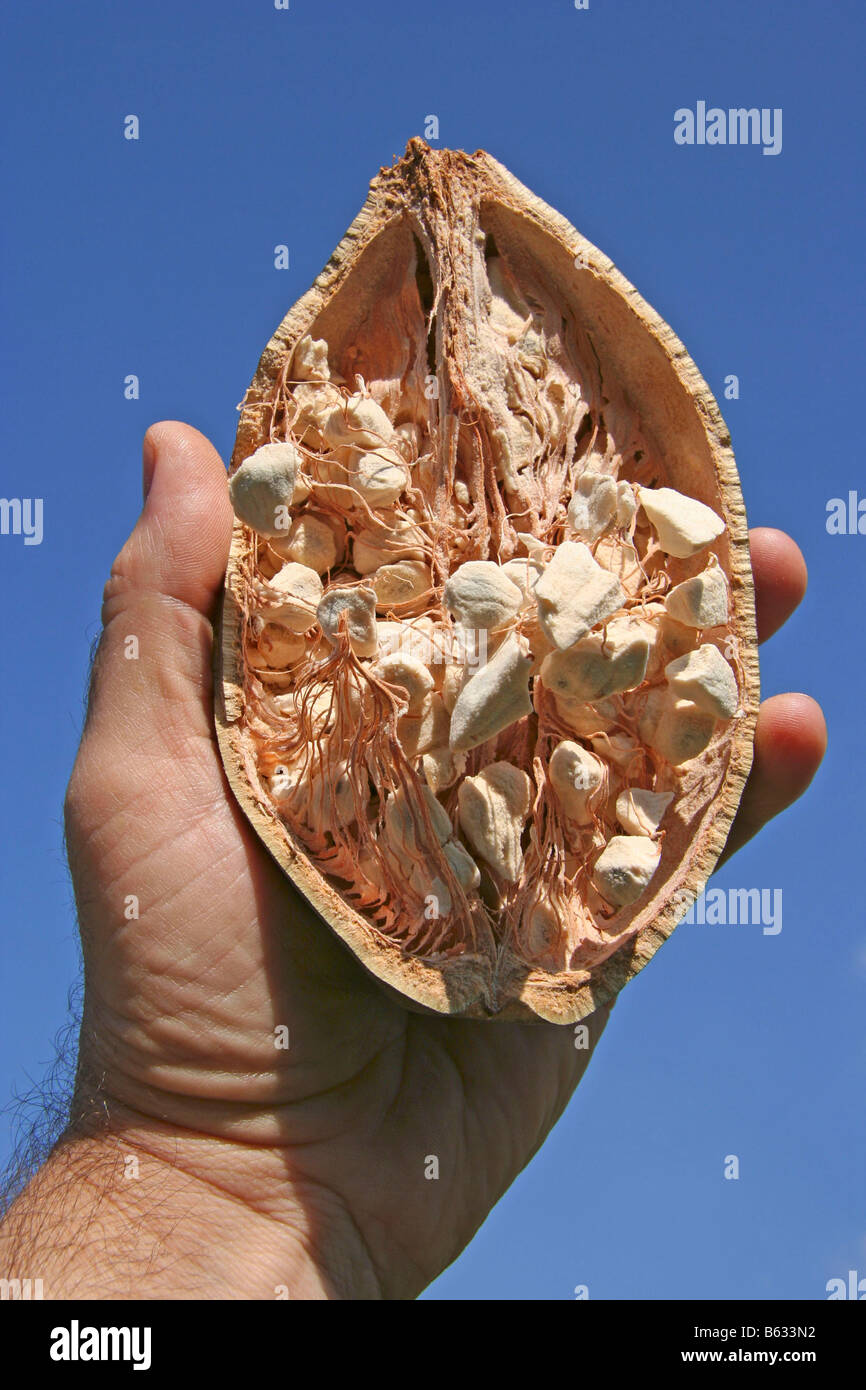 Baobab Baum Früchte Affenbrotbäume digitata Stockfoto