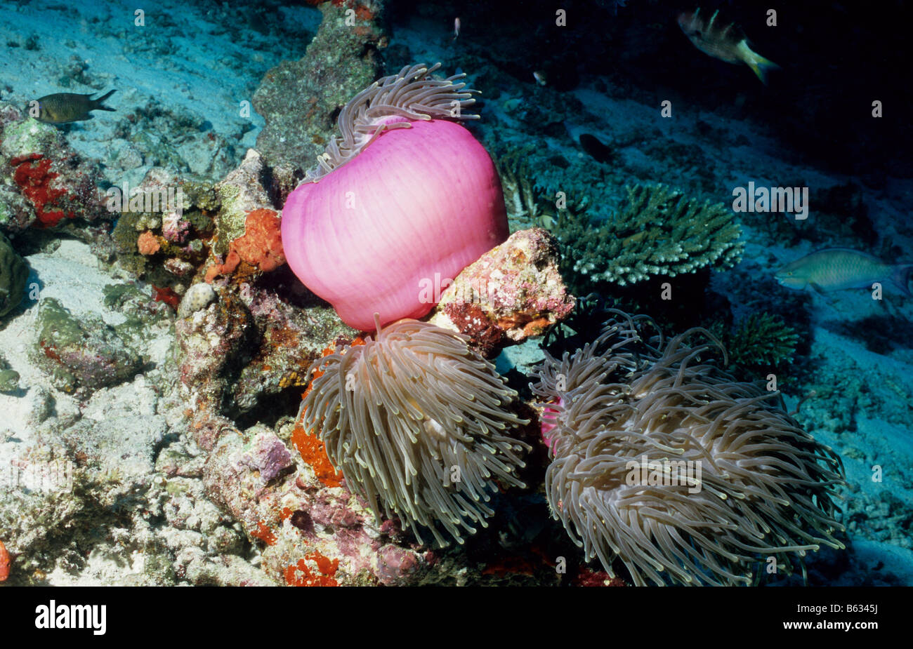 Lila, herrliche Seeanemone mit Tentakeln, die teilweise erweitert. Marine Unterwasserwelt der Malediven. Zoantharia. Stockfoto
