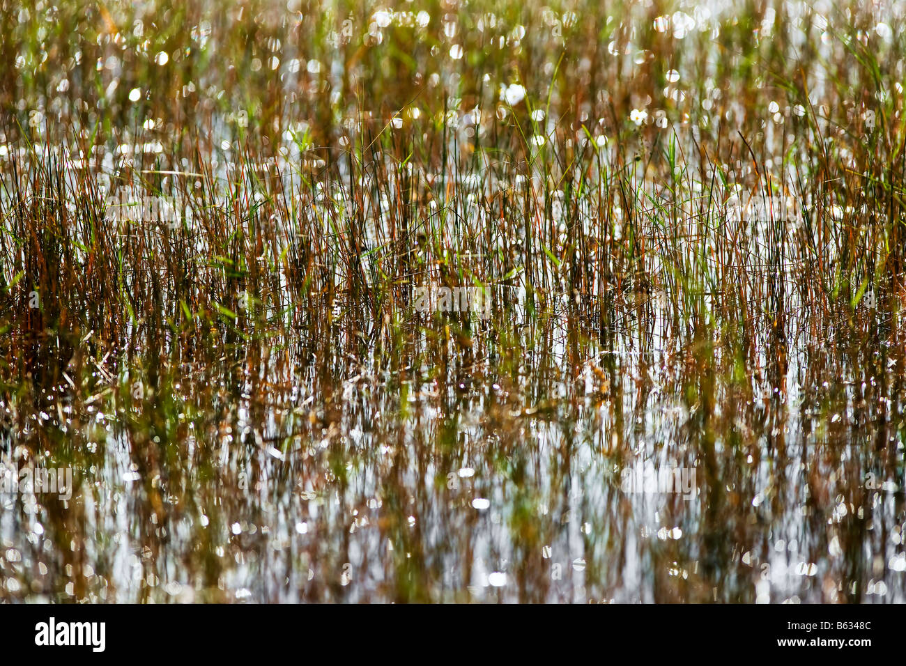 Swamp Grass im Everglades National Park Stockfoto