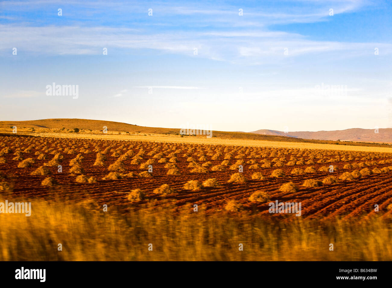 Ernte in einem Feld, Bundesstaat Zacatecas, Mexiko Stockfoto
