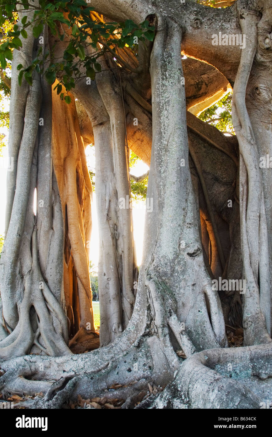 Wurzeln eines Banyan-Baumes Stockfoto