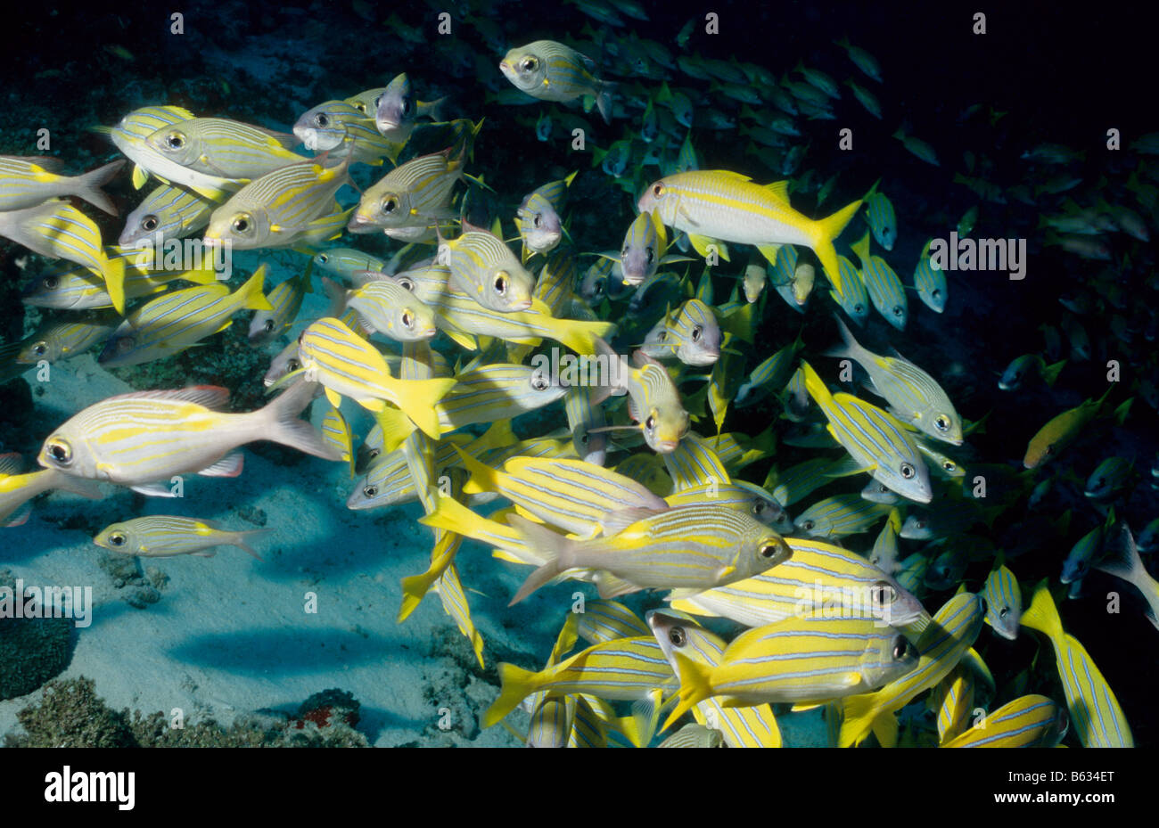 Blau gestreifte Schnapper und Ziege Fische in einem Schwarm. Marine Unterwasserwelt Malediven. Familie: Lutjanidae. Lutjanus Kasmira. Stockfoto