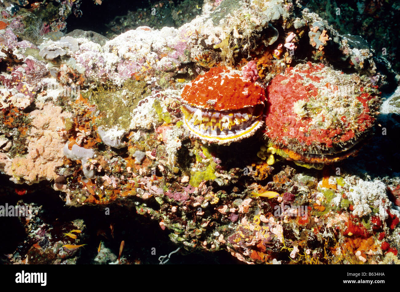 Variable dornigen Austern. Seepocken. Spondylidae. Spondylus Platzleitung. Unterwasserwelt der Malediven. Stockfoto
