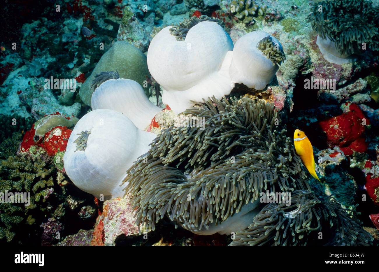 Weiße herrlichen Anemonen mit Anemonenfisch. Seeanemonen der Malediven. Zoantharia. Stichodactylidae. Heteractis Magnifica. Stockfoto