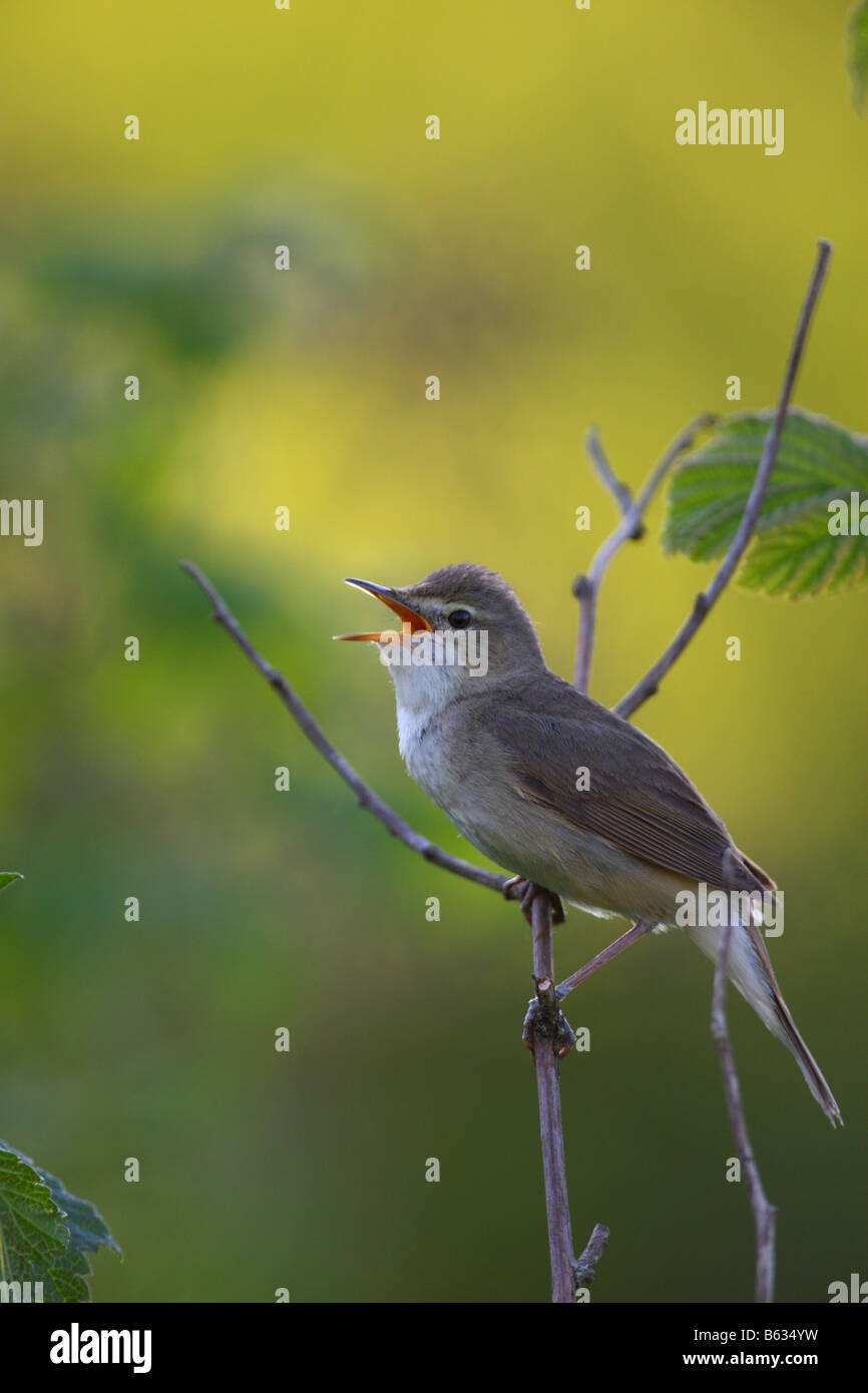 Blyth Reed Warbler (Acrocephalus Dumetorum) singen. Stockfoto