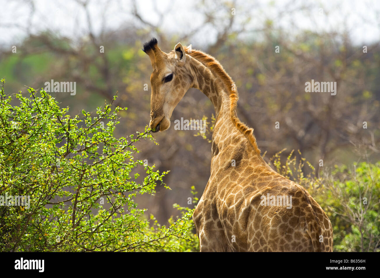 Wild Giraffe GIRAFFA Plancius südlichen Giraffe in Akazien Wald Südafrika Südafrika Ambiente essen grüne lea Stockfoto