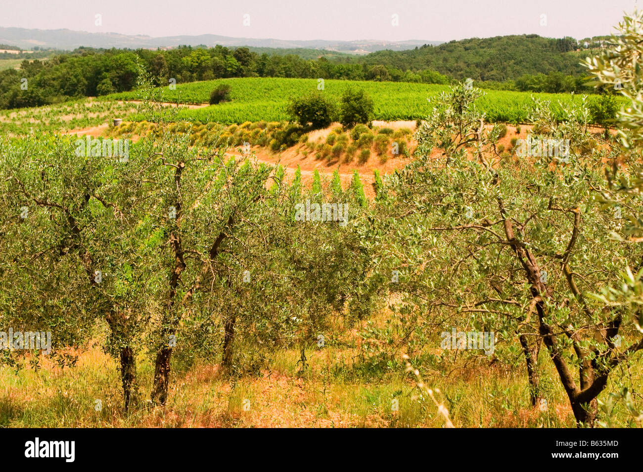 Erhöhte Ansicht eines Weinguts, Provinz Siena, Toskana, Italien Stockfoto