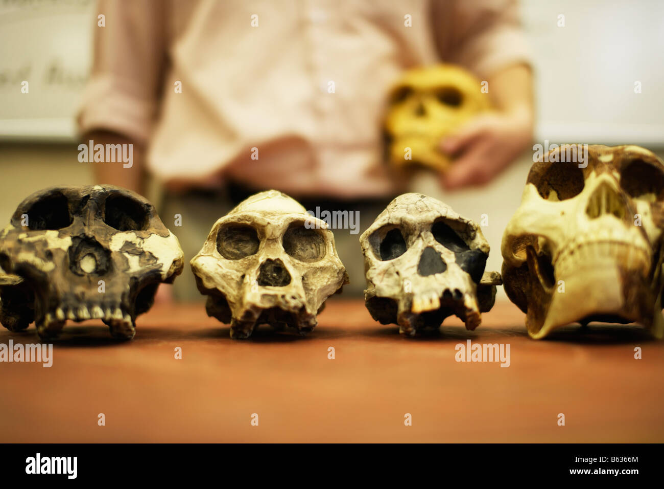 Mann, die Lehre der menschlichen Evolution mit Modell Schädel von menschlichen Vorfahren Stockfoto