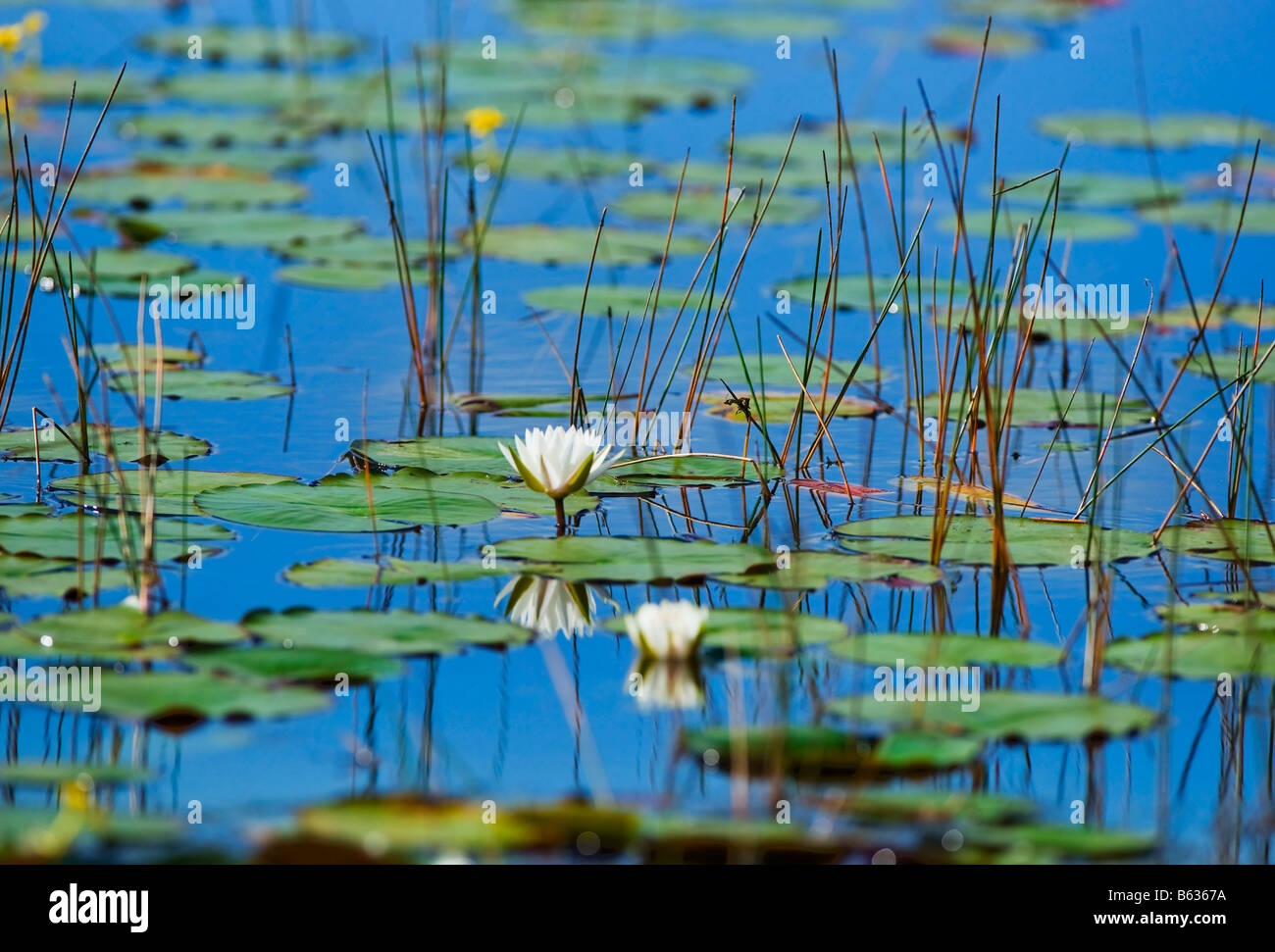 Lilly Pads in den Sümpfen der Everglades Stockfoto