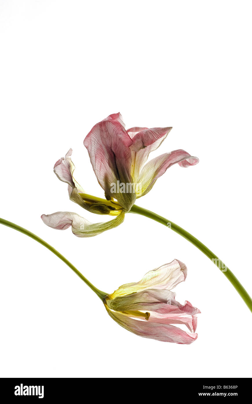 Nahaufnahme von Trockenblumen Stockfoto