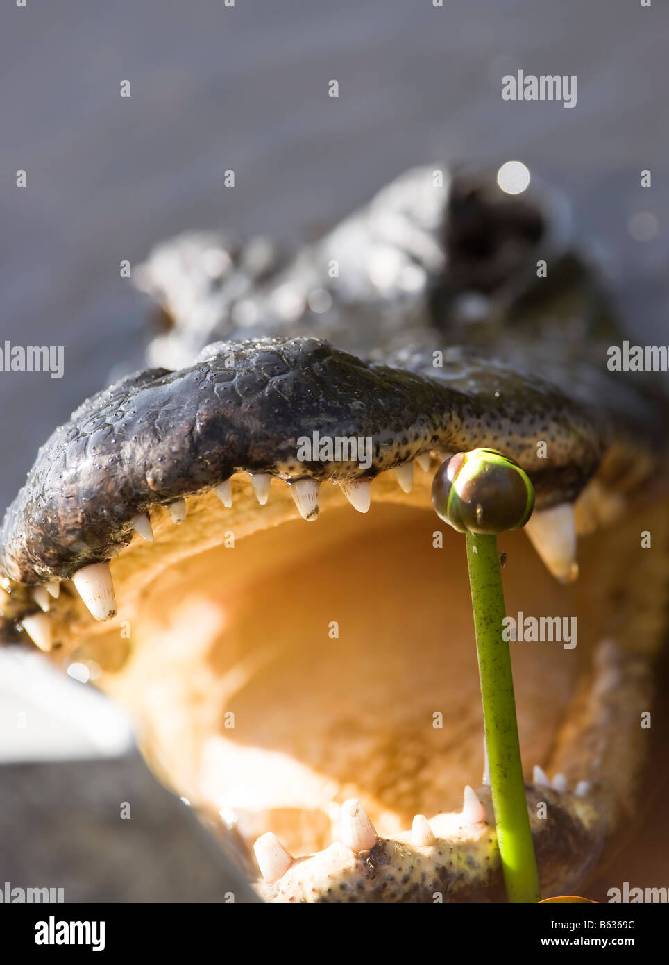 Alligator sucht nach einer Mahlzeit im Everglades National Park Stockfoto