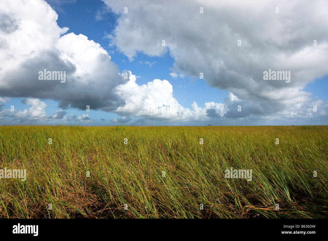 Everglades Nationalpark Stockfoto