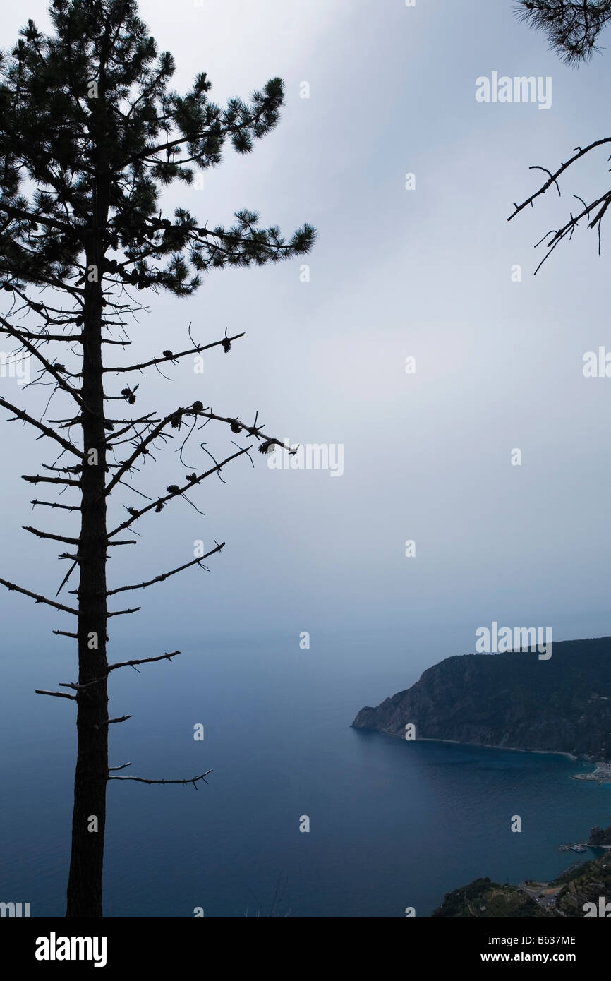 Silhouette eines Baumes in der Abenddämmerung, italienische Riviera, Cinque Terre Nationalpark, Mar Ligure, Cinque Terre, La Spezia, Ligurien, Italien Stockfoto
