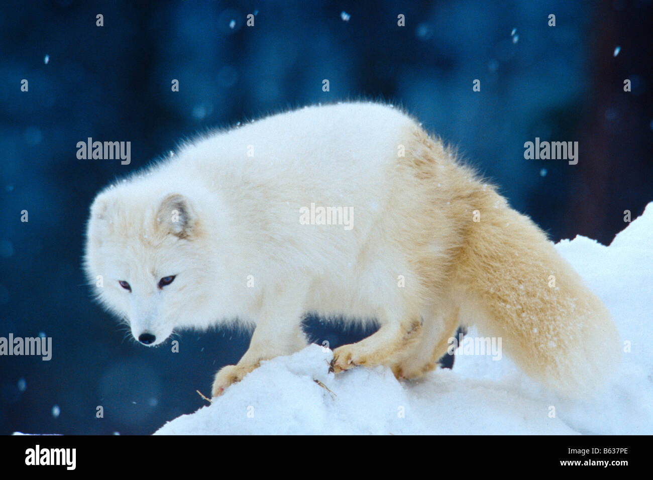 Polarfuchs auf einer Schneewehe - kontrollierten conditons Stockfoto
