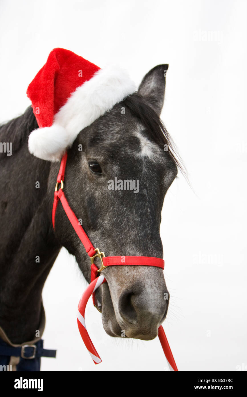 Kopfschuss von einem schwarz / weiß oder grau Pferd trägt eine rote und weiße Nikolausmütze und leuchtend roten Halfter und hält eine Zuckerstange. Stockfoto