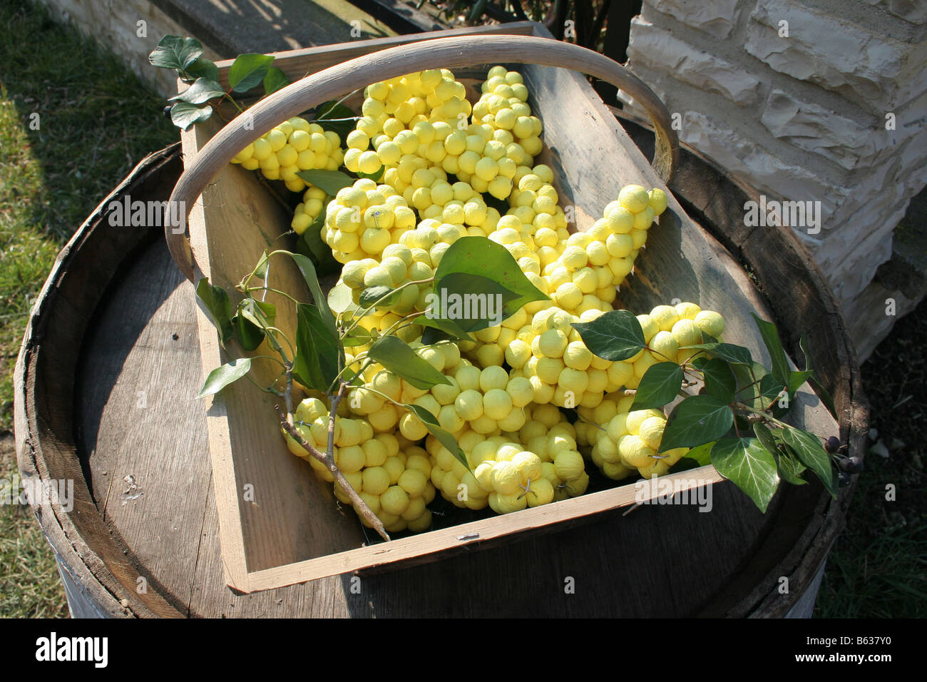 Gelbe Trauben im Korb gemacht von Papierblumen, St Vincent Festival, in der Nähe Villy Chablis, Burgund. Horizontale 50556 Chablis2005 Stockfoto