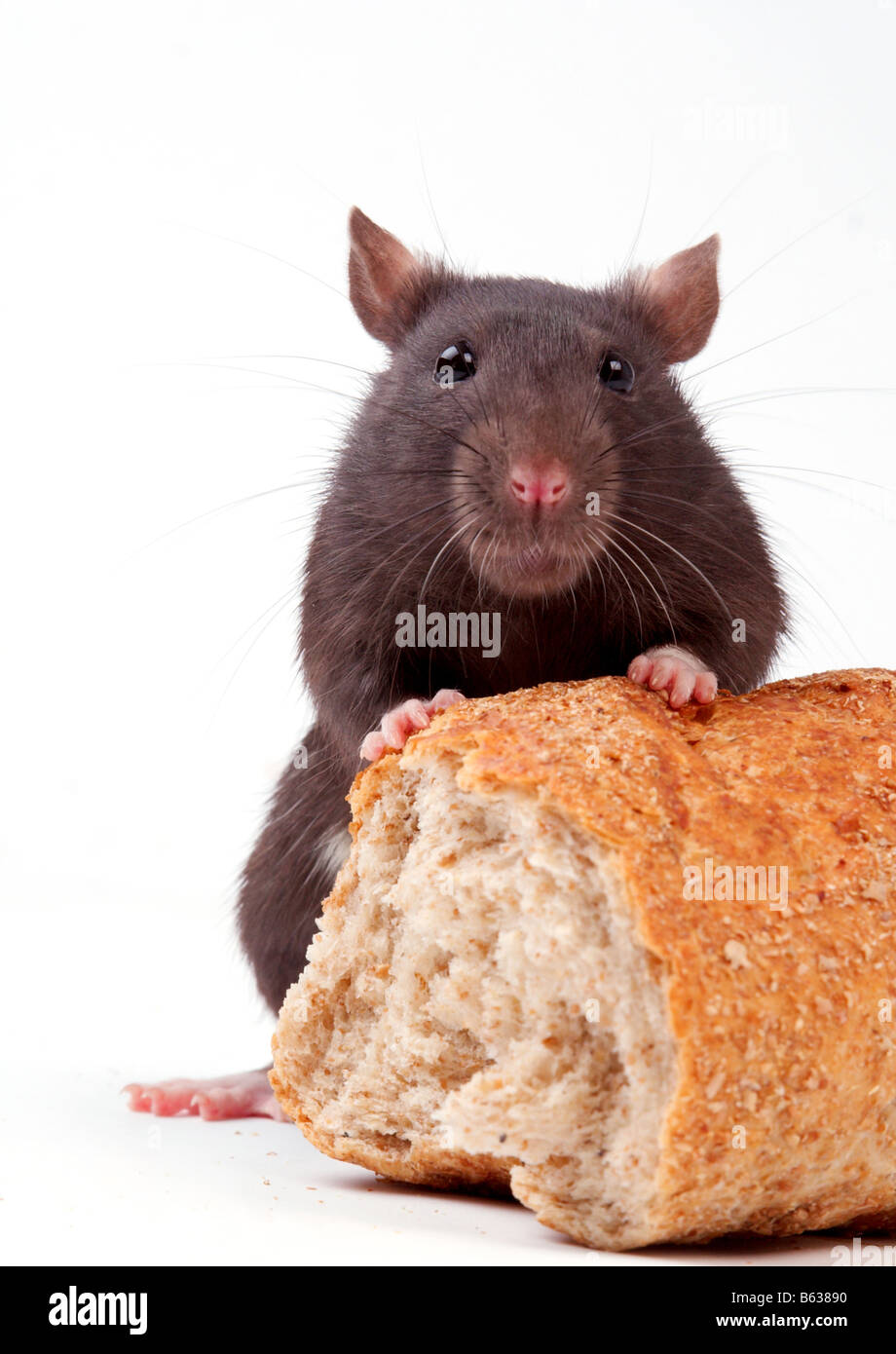 Ratten sehr clever und kunstvoll Nagetiere Stockfoto
