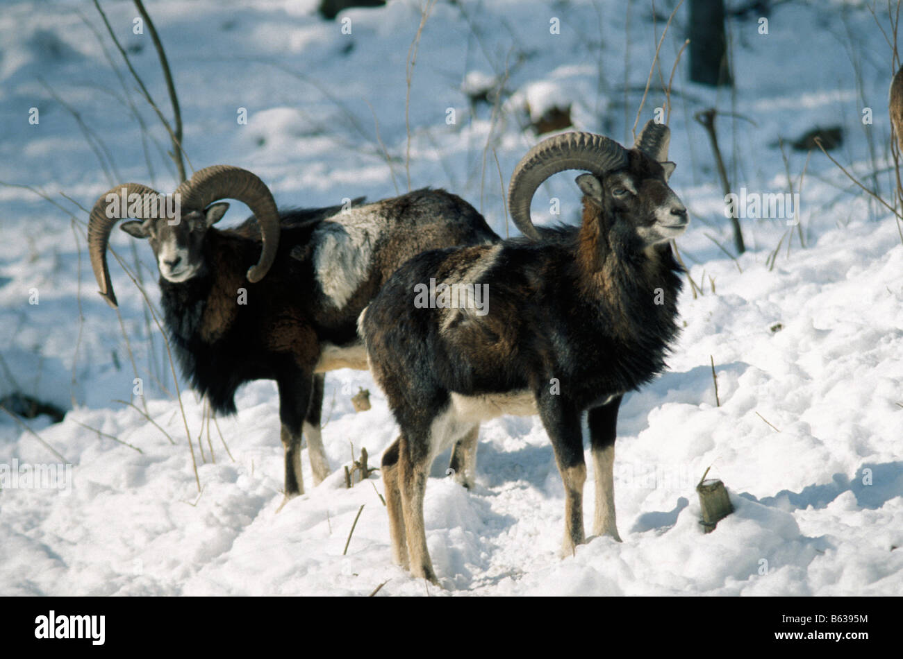 Mufflon de Corse Mufflon Ovis Ammon Musimon allein biogeographischen Bereich biogeographischen Gebieten Bovidae Caprine wild Risikomaterialien wild Catt Stockfoto