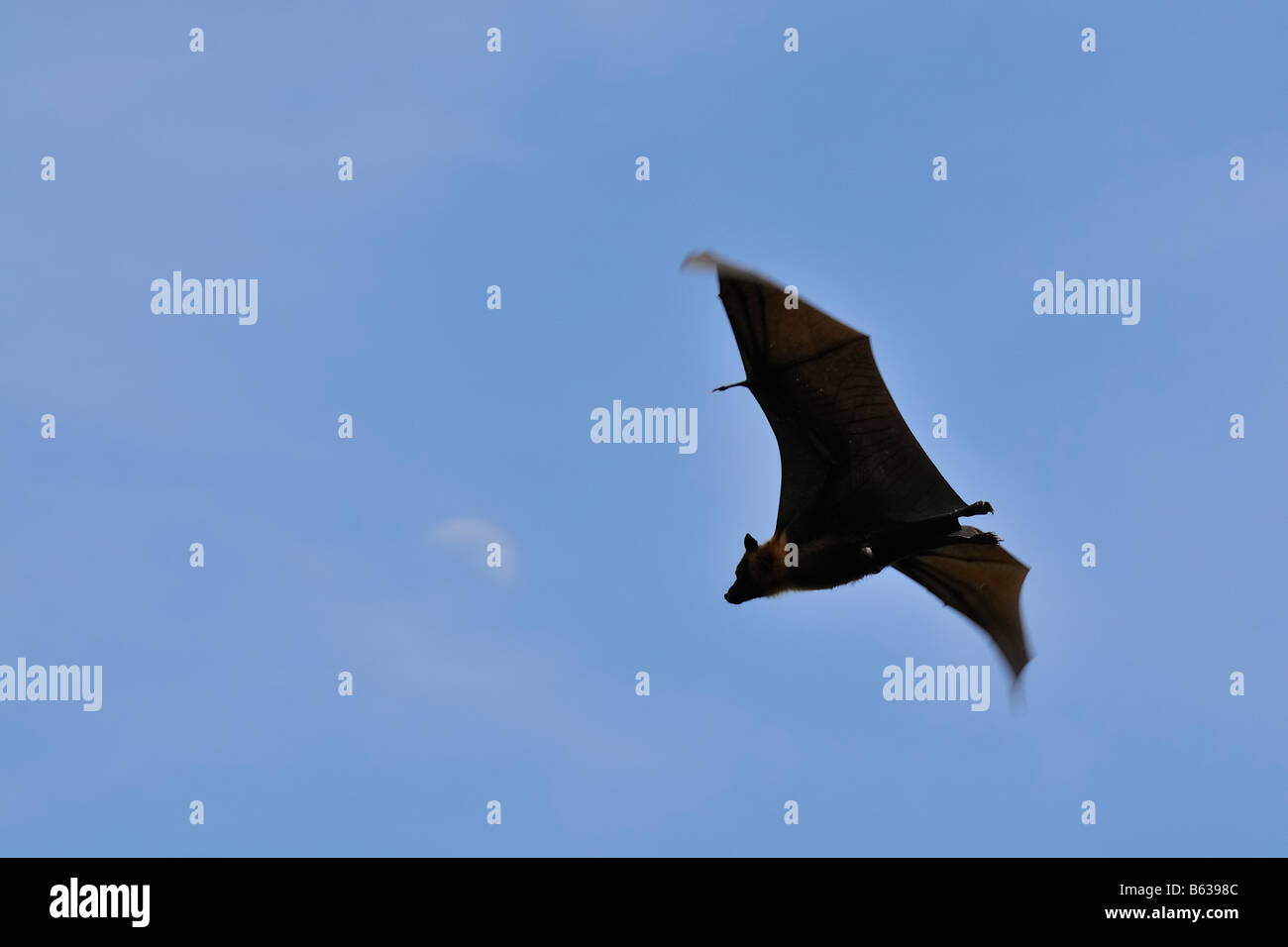 Fliegende Füchse / Obst-Fledermäuse mit Tageslicht Mond gegen blauen Himmel Stockfoto
