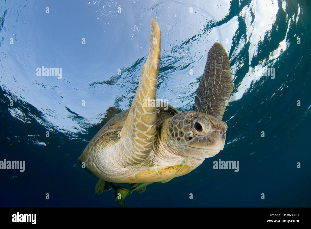 Grüne Meeresschildkröte, Chelonia Mydas, Schwimmen im seichten Wasser nach atmen an der Oberfläche. Stockfoto