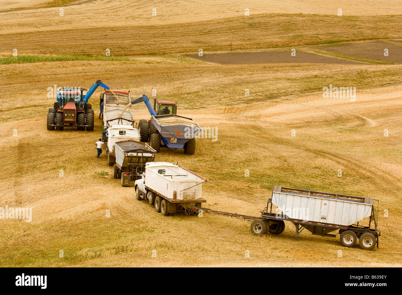 Getreidekipper Line-up von Traktoren Abschleppen Getreide Wagen in