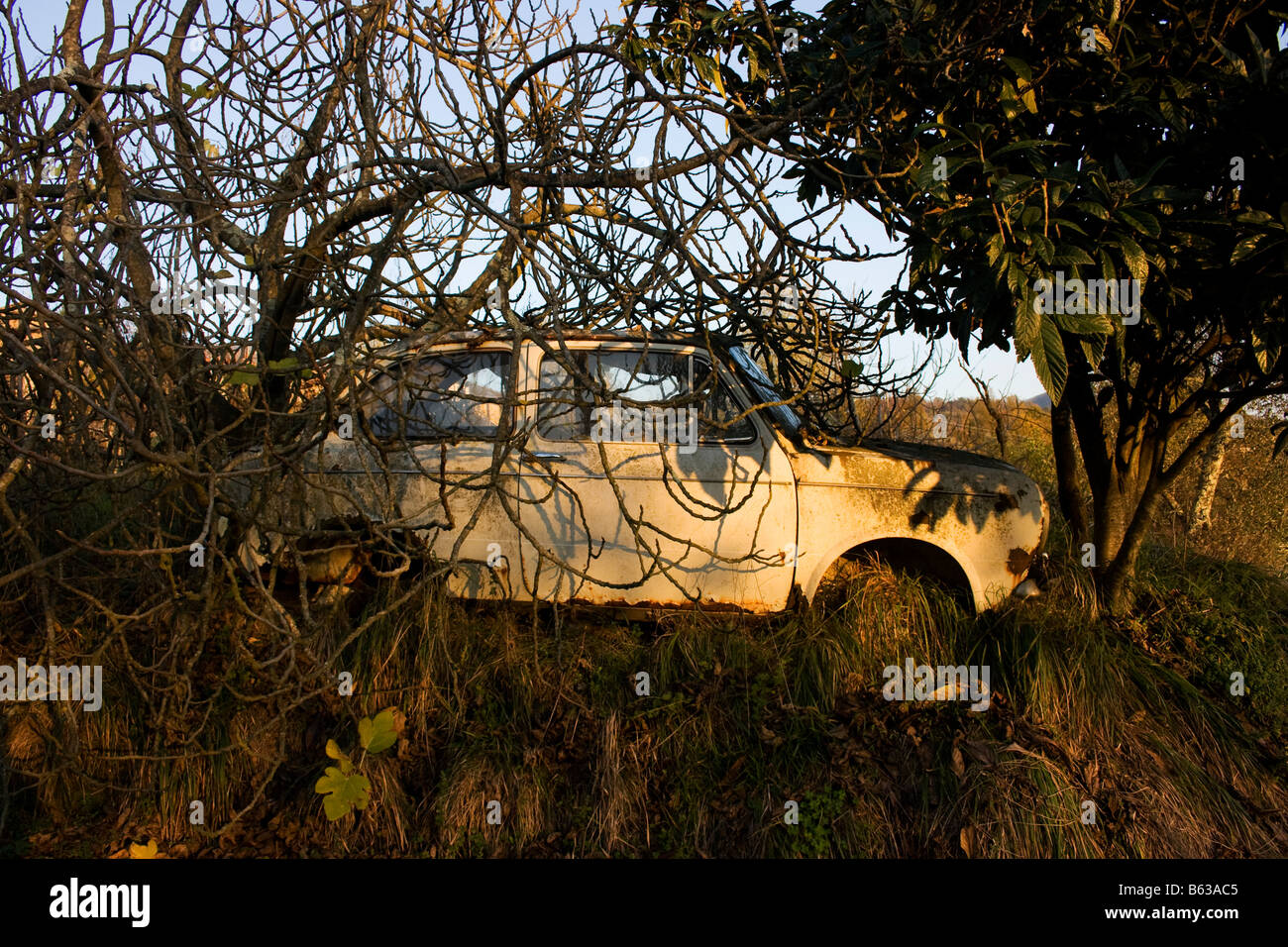 Ein altes Fiat Auto, langsam verrotten und fallen auseinander, stecken zwischen zwei Bäumen, Italien, 2008. Stockfoto