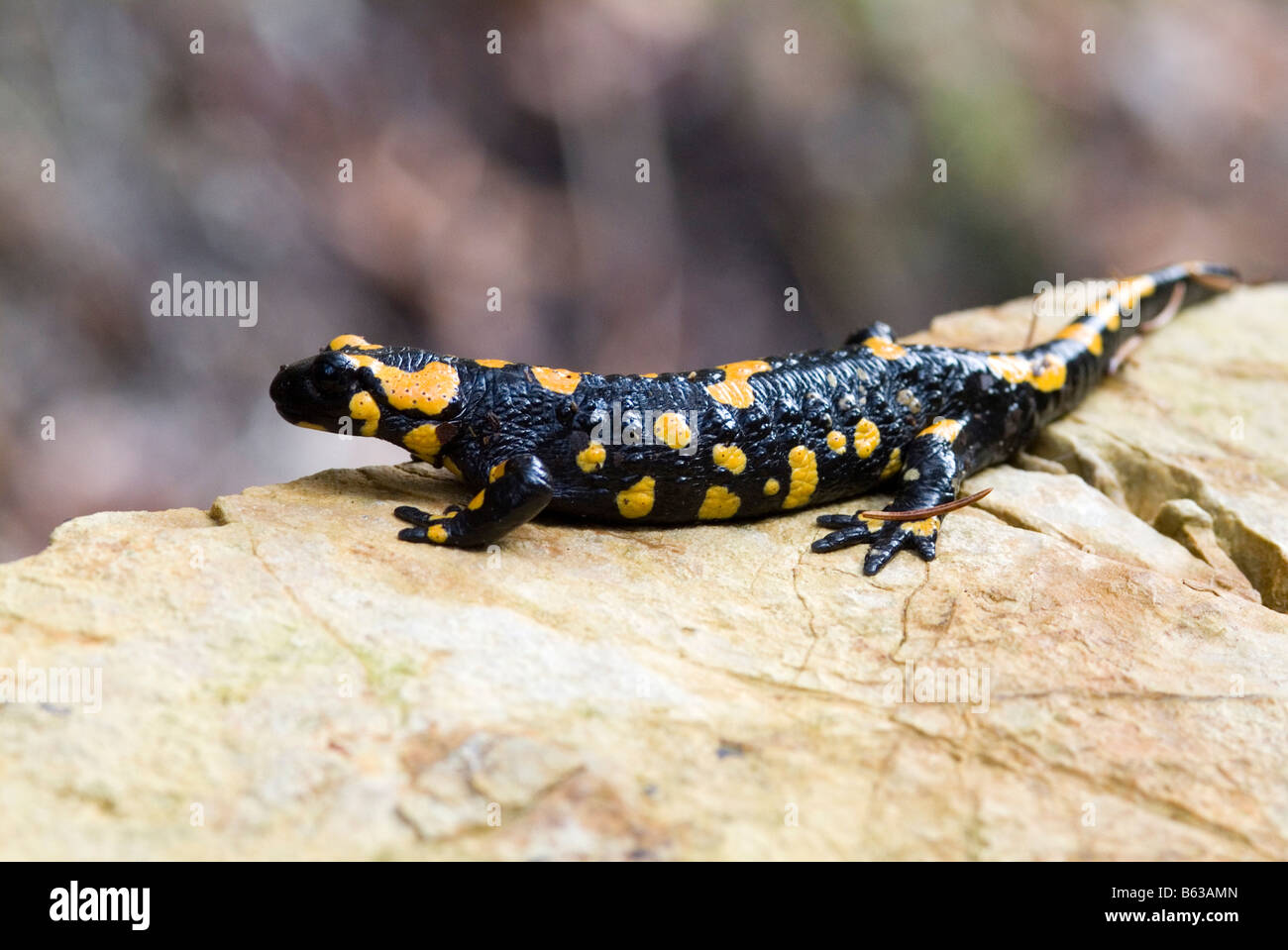 Europäische Feuersalamander (Salamandra Salamandra) auf Felsen Stockfoto