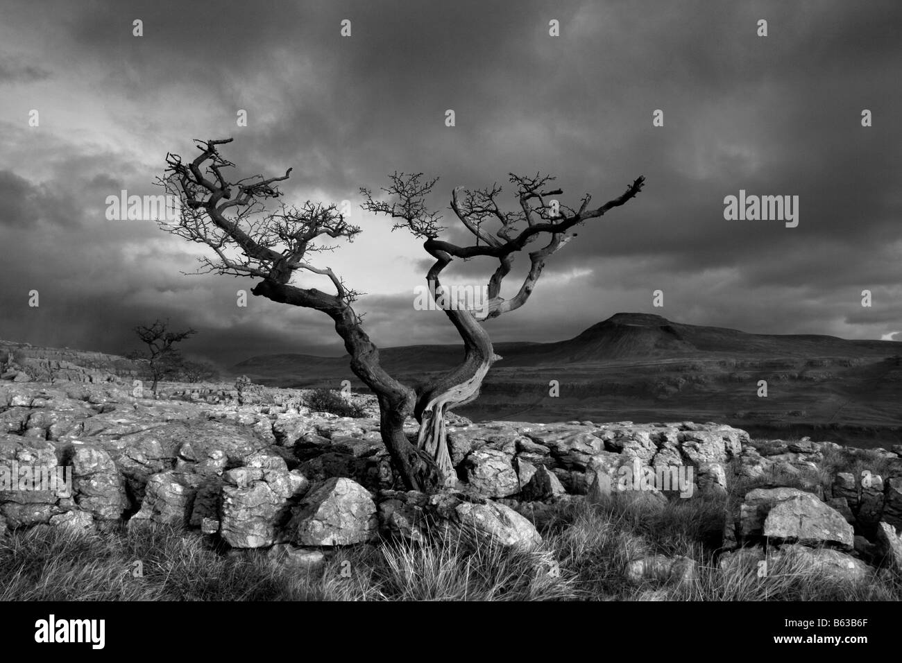 Ein Wetter geschlagen Baum wächst im Kalkstein Pflaster bei Twistleton  Narben, in der Nähe von Ingleton. Ingleborough ist im Hintergrund  Stockfotografie - Alamy