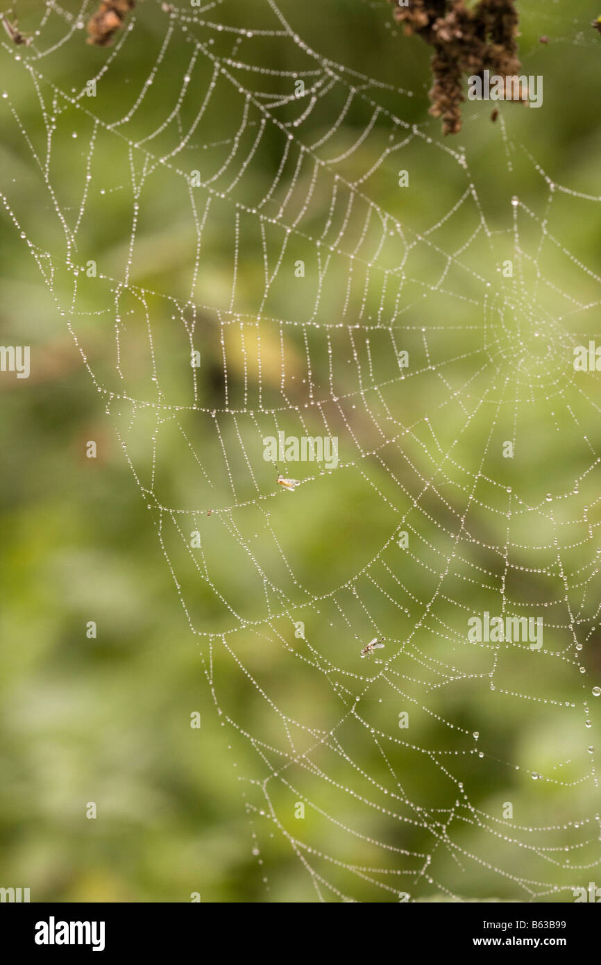 Ein Spinnennetz mit Tautropfen am Morgen und tote Fliegen Stockfoto